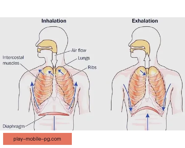 学习瑜伽的基础姿势和呼吸技巧